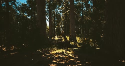 Sunlight Filters Through Trees Along a Forest Trail at Midday