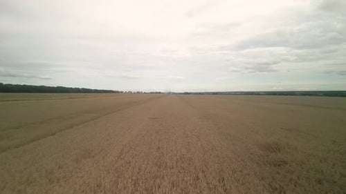 Wheat field aerial view in Ukraine