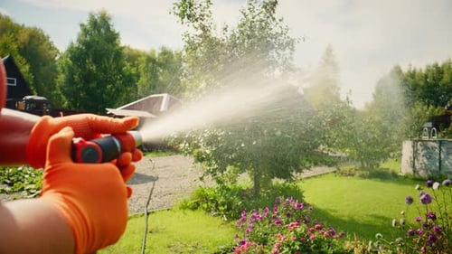 A Gardener's Delight Watering a Vibrant Garden with a Hose Showcasing Lush Greenery and Colorful
