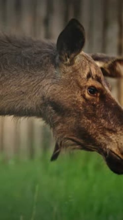 Moose Grazing in Lush Green