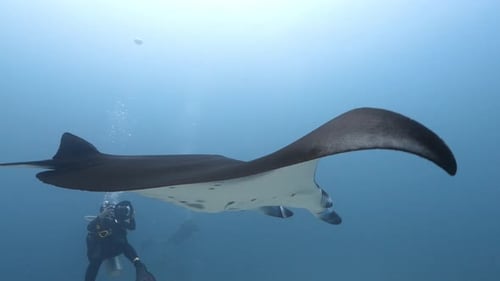 Underwater Sea World Life