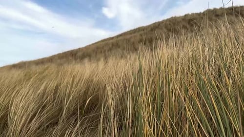 Close up shot of smooth sway dunes grass at beach against blue sky and clouds in summer - slow motio
