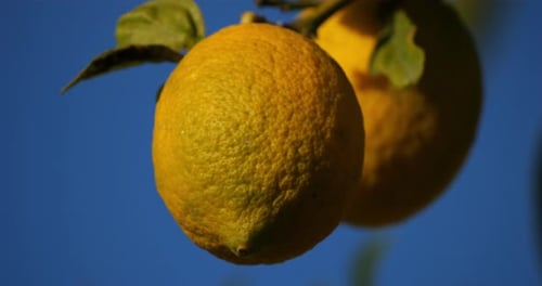 Lemon fruits on tree, Southern France, Occitania, France