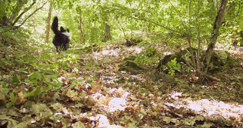 Cool Border Collie Puppy Playing with a Stick in the Forest A Walk on a Sunny Spring Day