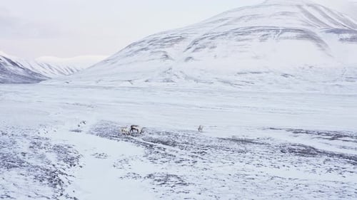 Small group of reindeers feeding in fresh snow covered mountain tundra. Svalbard Reindeer species. D