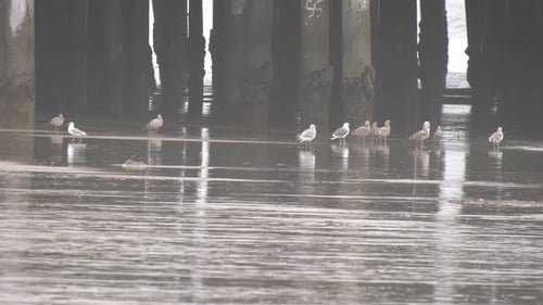 Seagulls Flock on Beach -