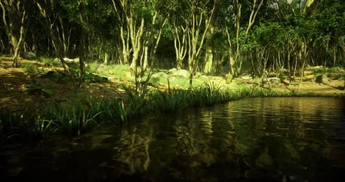 Tranquil Forest Reflection By a Calm Pond Under Soft Sunlight