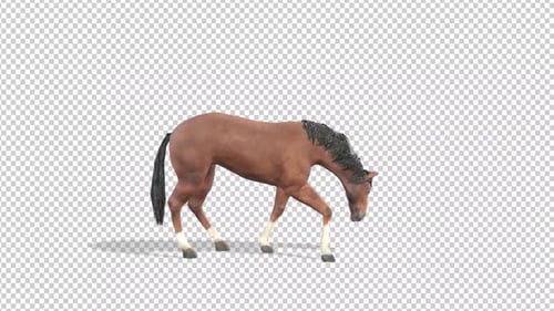 Realistic 3D Horse Walks and Grazes with Alpha Channel
