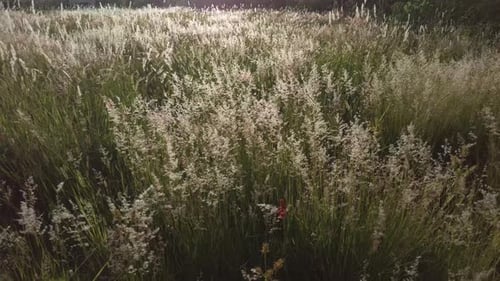 Neigeaufnahme von Wildgrasblumen an einem sonnigen Sommernachmittag in Puebla, Mexiko, Lateinamerika