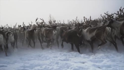 Deer Running in Winter Yamal