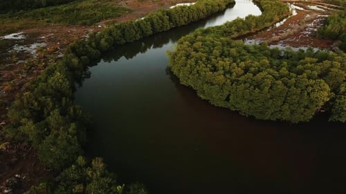 River bend winding through mangrove forest - drone fly over