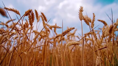 Landwirtschaftliche Landwirtschaft, Ernte. Gelbes sommerreifes Weizenfeld.