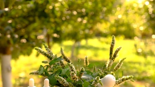 Mint Herb and Essential Oils in Golden Light