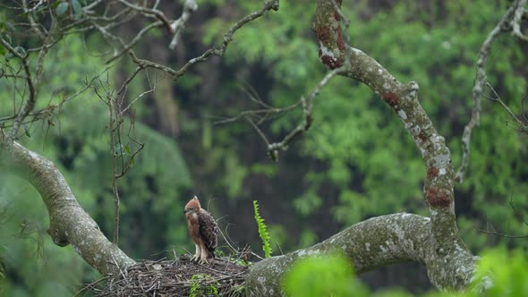 Javan hawk-eagle or Elang jawa, an Indonesian endemic, only found on ...