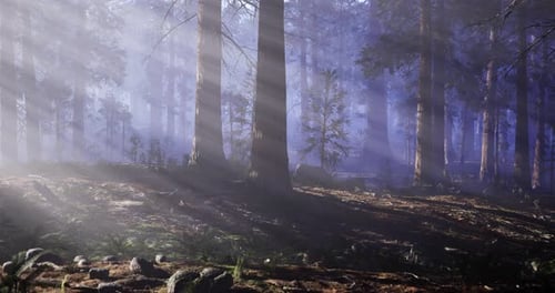 Sunlight Filters Through Trees in a Serene Forest Landscape at Dawn