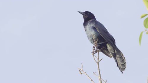 grackle calling while perched high on branch with blue sky in background