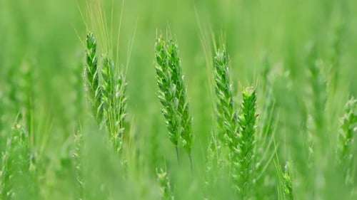 Green Spikelets of Rye