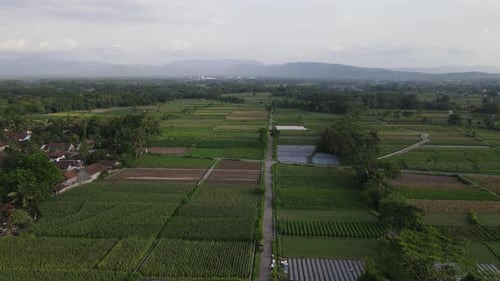 Aerial View of indonesia traditional village and Rice Field.