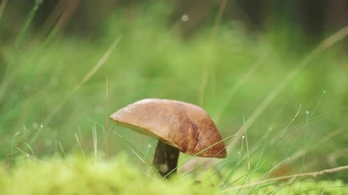 Closeup View of Edible Forest Mushroom Brown Cap Boletus Growing in Summer