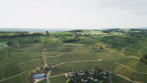 Plantation de vignobles au coucher du soleil.