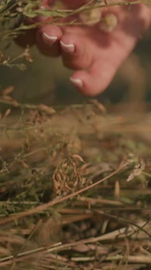 Close Up of Hand Gently Dropping Wild Flowers Into Grassy Field