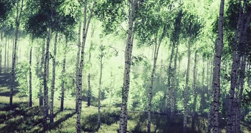 Sunlight Filters Through Lush Green Trees in a Serene Forest Setting