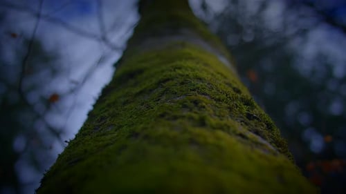 Close Up View of a Mosscovered Tree Trunk on the Forest Slope