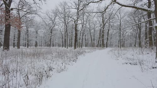 A beautiful walk through the winter forest. Trees, branches and bushes in the snow. Snow everywhere.