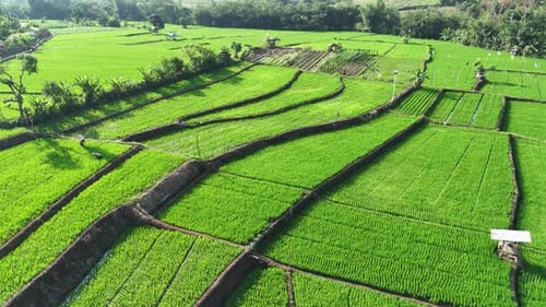 Drone footage of rice field terrace