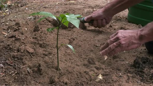 Glätten des trockenen Bodens rund um einen neu gepflanzten Baum im Rahmen der Wiederaufforstung
