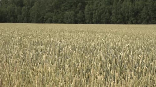 Paysage de champs de blé