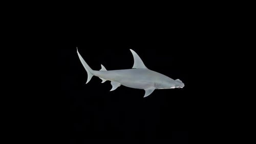 Realistic 3D Hammerhead Shark Swimming with Alpha Channel