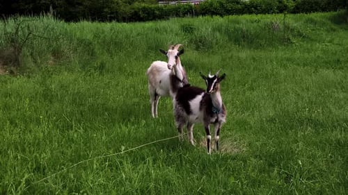 Two goats standing in a grassy field with a rope in their mouth