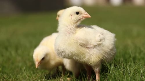 Cute baby chicks on green grass outdoors