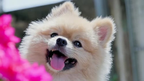 Close up of cute Pomeranian dog looking to the camera shaking head curious eyes and smile. intereste