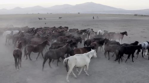 Shepherd Leading Herd of Horses