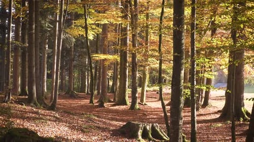 Falling Leaves At The Sunny Autumn Forest 26