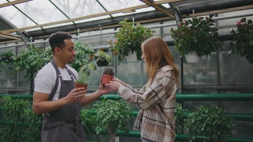 A Male Sales Consultant Gives Advice to the Buyer on Caring for Plants A Male Plant Botanist