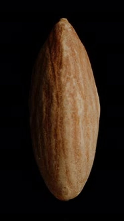 Vertical video. Close-up of an almond, rotating on a black background, looping video. Isolated.