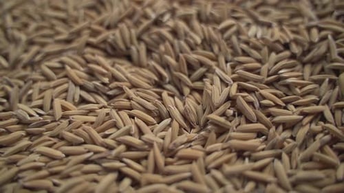 In most parts of the world, rice is used as a staple food.