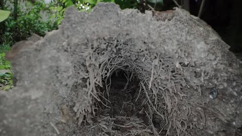 Camera Dolly-In Through Hollow Log with Stringy Wood Decay and Insect Frass