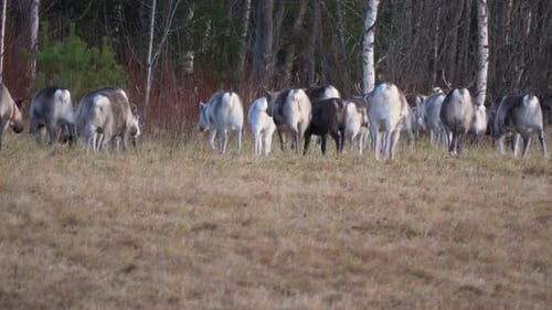 Big herd of Reindeers grazing on wild field near the woods - Low angle medium shot