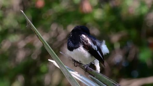 The Oriental magpie-robin is a very common passerine bird in Thailand in which it can be seen anywhe