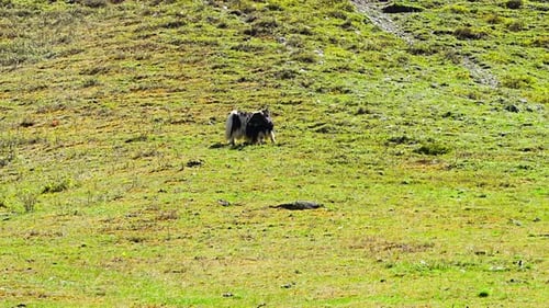 Wilder Yak weidet auf der grünen Frühlingswiese im Altai-Gebirge Russland Majestätisches Tier in der Natur
