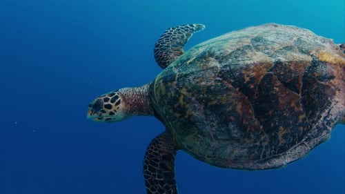 Sea turtle swims underwater in the Maldives