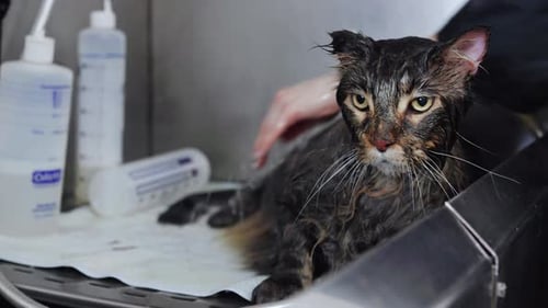 Washing Wet Cat in Clinic Close Up