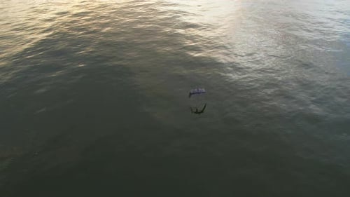 Drone shot of blue heron flying over lake during sunset