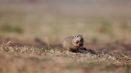 Esquilo engraçado olha para fora do buraco. Little Ground Squirrel ou Little Suslik Spermophilus Pygmaeus é