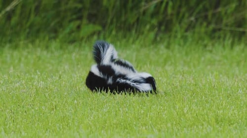 Ein Paar Stinktiere, die im Kreis laufen und im Gras spielen.