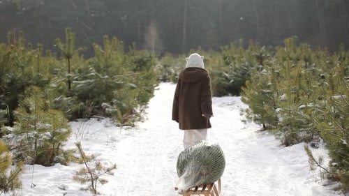 Child Pulls Christmas Tree on Sled Through Snow